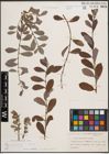 Foto von Salix cinerea L. x Salix repens L.